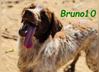Bruno10 geb. 09/2023 (ESP) - liebevoller, verspielter und anhänglicher Bretonischer Spaniel!