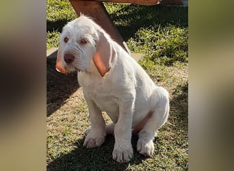 Spinone Italiano weiß/orange - WELPEN