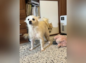 Tiffy SR - Kleiner Sonnenschein sucht seine Menschen!