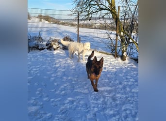 Erna wartet in Tierpension Tannenhof 54597 Wallersheim