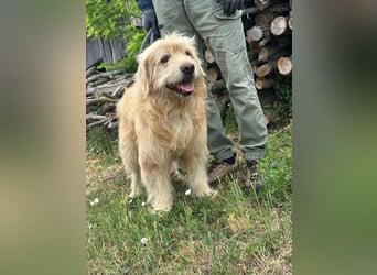 Buddy, geboren 01.04.2024, 50cm sucht seine Menschen