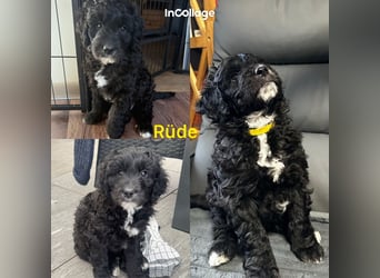 Labradoodle