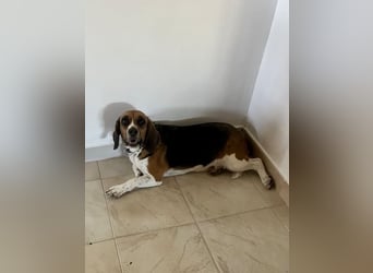 Beagle Mix HUGO (2 Jahre alt) sucht eine Familie!