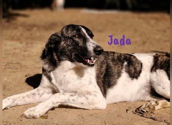 Jada geb. 01/2022 (ESP) - ausgeglichene und aufgeschlossene Schönheit!