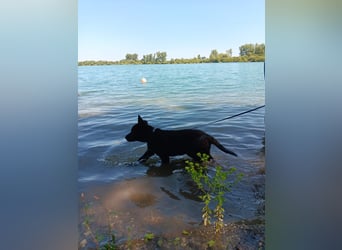 schwarze Schäferhunde aus Leistungszucht