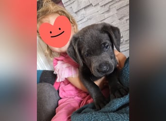 Labradorwelpen