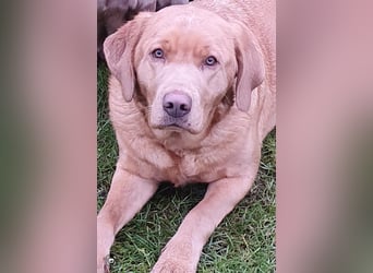 Labrador Welpen mit Ahnenpass