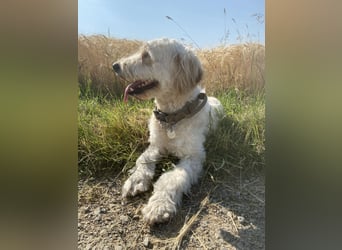 Goldendoodle - Welpen [Double-Doodle]