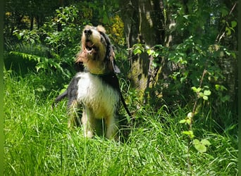Rus