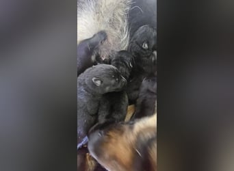 Osteuropäische Schäferhund Welpen