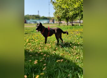 Ziganka sucht lievolles zu hause