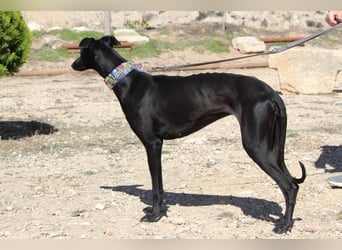 GUILIA-zarte Galga mit großer Seele sucht Geborgenheit in einem liebevollen Zuhause