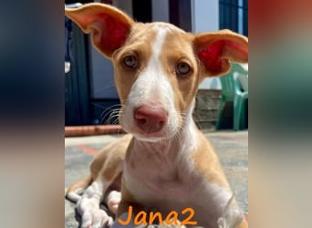 Jana2 geb. 03/2025 (ESP) - süße Podenco Ibicenco Welpin!