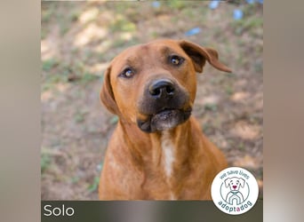 Solo: Sonnenschein auf vier Pfoten