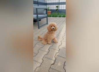 Toypudel/Zwergpudel mit Pedigree Ahnentafel