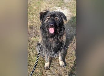 Wuscheliger Grey sucht seine Familie