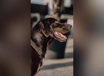 Maffy - Labrador-Mix-Hündin mit Herz sucht ihr Für-immer-Zuhause