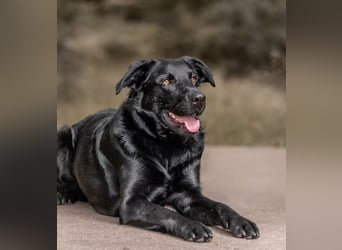 PAULI - Freundlicher Schäferhund sucht erfahrenes Zuhause