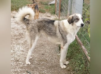 Balou, geb. ca. 05/2022, lebt in GRIECHENLAND, im städt. Tierheim Serres