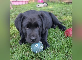 1 Labrador Welpe Rüde mit Ahnentafel