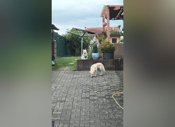 Anjey sucht ein für immer zu Hause