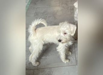Weiße Zwergschnauzer Welpen nicht haarend reinrassig