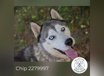 Chip 2279997: Sucht ein Zuhause