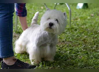 West Highland White Terrier FCI Junge Welpen