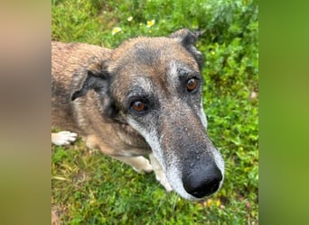 Manuela (Spanien) - freundliche Schäferhund-Mix-Hündin, wünscht sich sehnlichst ein neues Zuhause