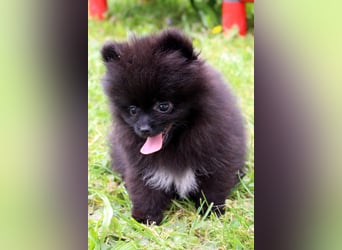 Yulie unsere kleine Pomeranian Zwergspitz Hündin mit Papieren kann ausziehen