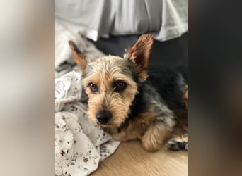 Terry, sucht seine Menschen