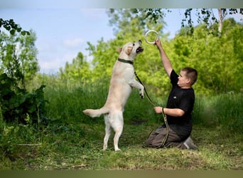 Reinrassiger junger Labrador Berndt sucht dringend neues Zuhause.