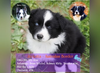 Border Collie Welpen