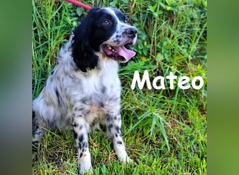 Mateo 06/2020 (ESP) - sehr sozialer und anhänglicher Bretonischer Spaniel!