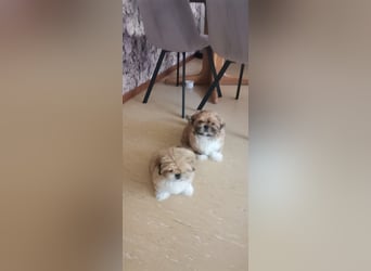 Kleiner LEO sucht seine Menschen