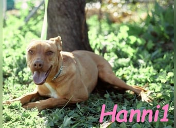 Hanni1 10/2021 (ESP) - anhängliche und gesellige Podenco-Mix Hündin, ein fröhlicher Sonnenschein!
