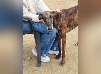Roncel – freundlicher Galgo-Bub mit Köpfchen und Charme!