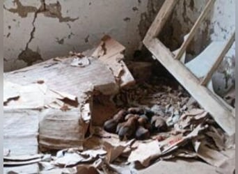 Welpe Yuki: Wer schenkt mir ein schönes Zuhause?