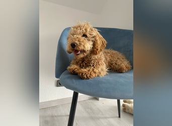 Wunderschöne Mini/Medium Goldendoodle Hündin (max.40cm) in Apricot/Rot zu verkaufen 6 Monate alt