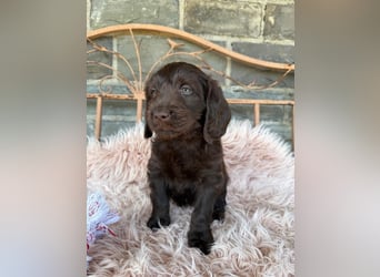 Labradoodle F1