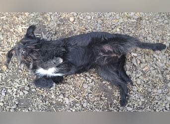 Bonnie sucht ihr eigenes Zuhause