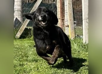 Momo - knapp 7 Jahre in Tierheim
