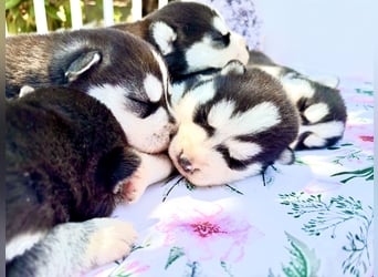 FCI Pedigree Blue Eyed Black & White Siberian Husky Champion Puppy