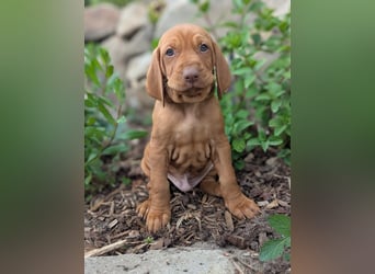 Ungarisch-Drahthaar-Welpen (UD) - Magyar Vizsla
