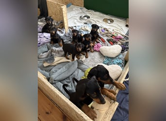 Deutsche Pinscher Welpen