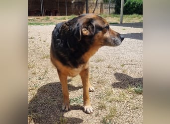 liebenswürdige Stella sucht ihr kuscheliges Zuhause für Immer