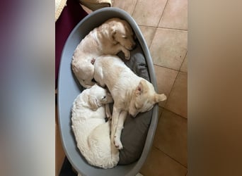 Nestor - DRINGEND Zuhause oder Pflegestelle gesucht - kleine Pfötchen