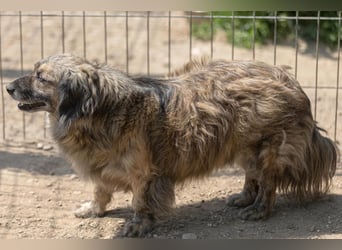 Pufi sucht ein ruhiges Zuhause