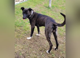 Sox wartet so lange auf seine 2. Chance
