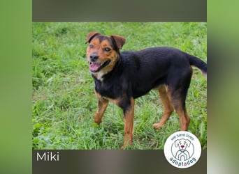 Miki: Liebenswerter Gefährte wartet